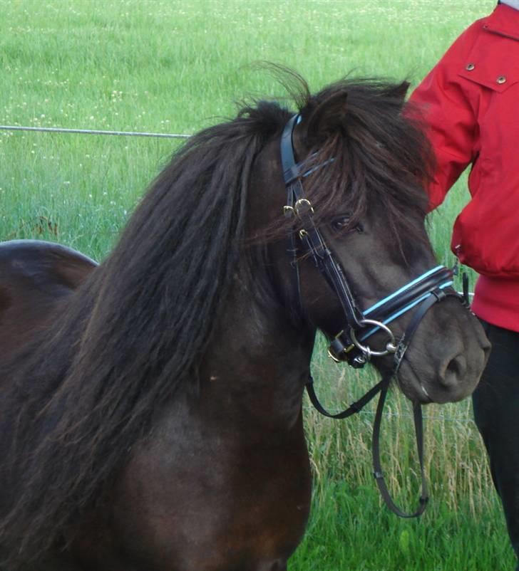 Shetlænder Fergus of Knowe LILLEBROR - Smukke Mig Den 17.07.2008 billede 17