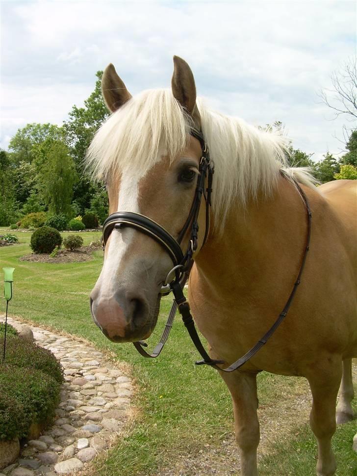 Haflinger Deserée  - D. 7. juni 2009 - Flotte-pigen (: billede 1