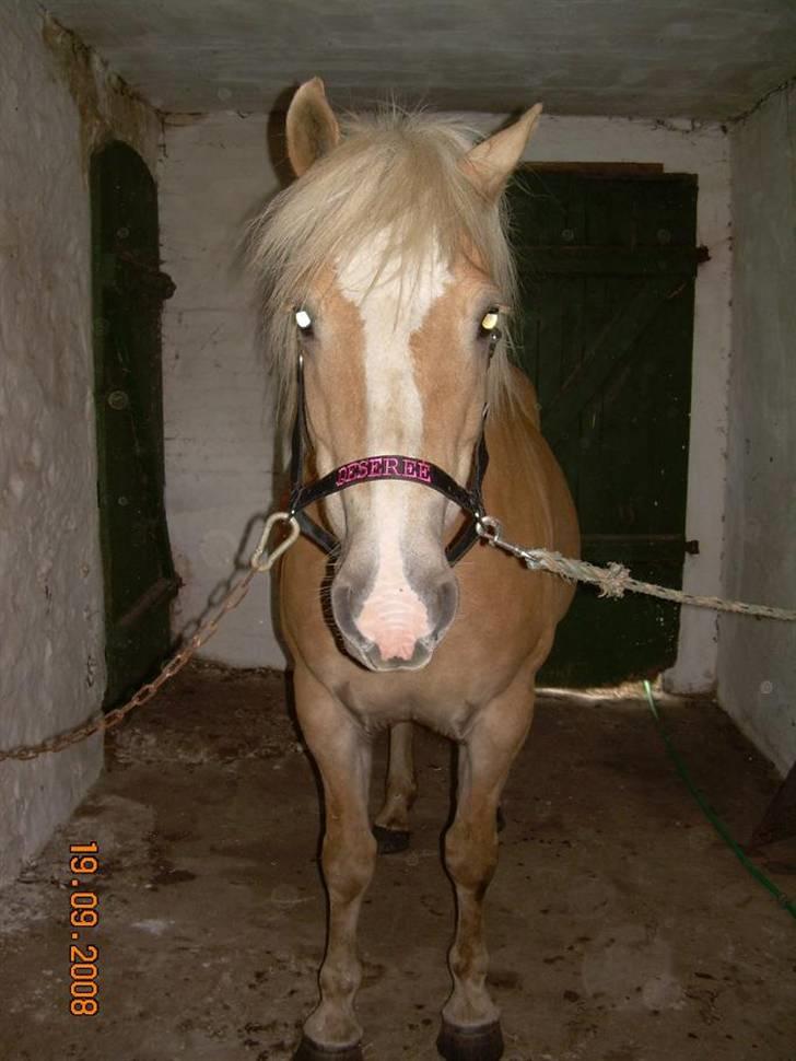 Haflinger Deserée  - Desereé med hendes fine nye grime, snart klar til en ridetur (: billede 2