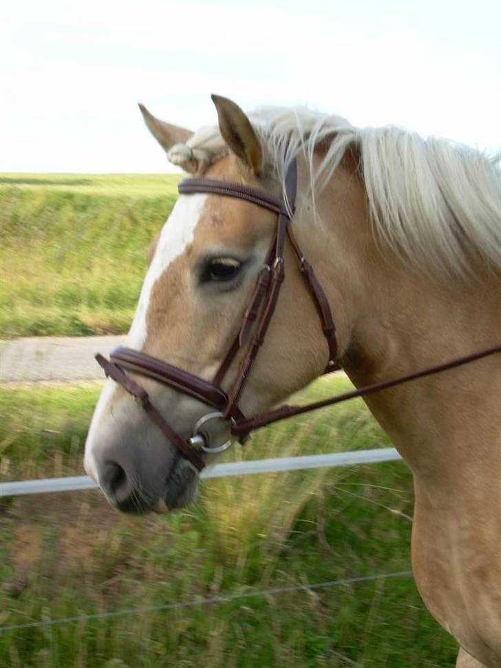 Haflinger Deserée  - D. 25. juni 2008 billede 3
