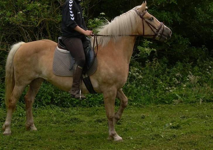 Haflinger Deserée  - Der høres hestevrinsk... ;D billede 4