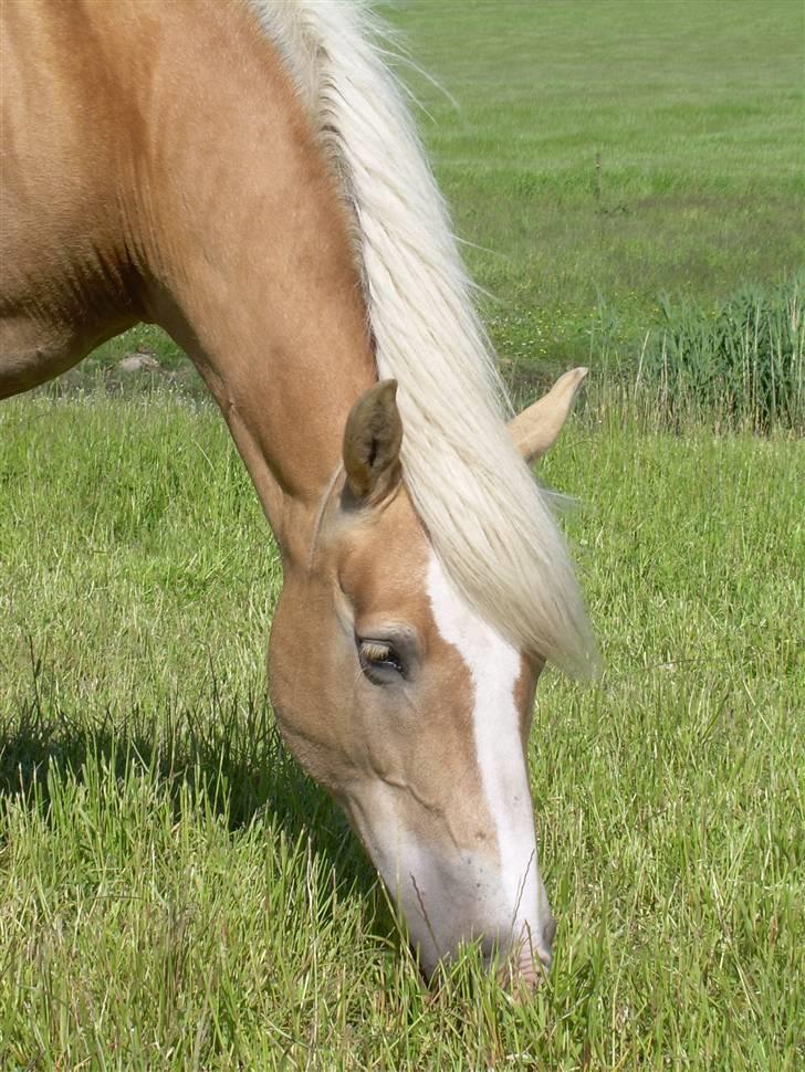 Haflinger Deserée  - D. 15. juni 2009 billede 5