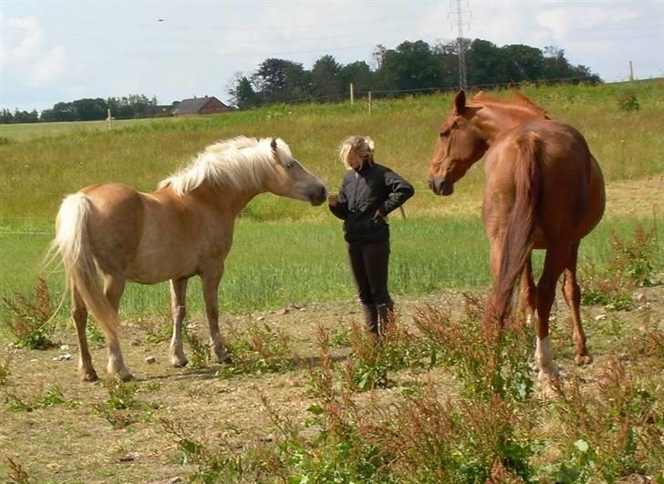 Haflinger Deserée  - Lidt hygge på folden. billede 6