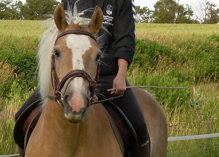 Haflinger Deserée  - Den skønne Desereé. Kreativ pisk - muhaha.. billede 7