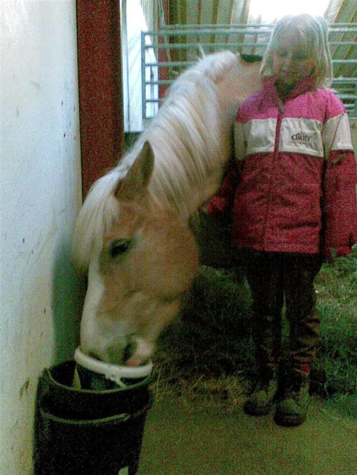 Haflinger hella - det er mig og hella billede 1