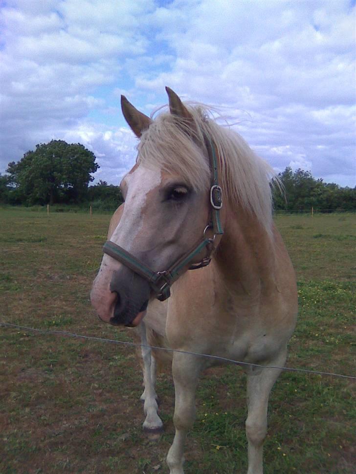 Haflinger hella - det er hella ude på vores mark billede 2