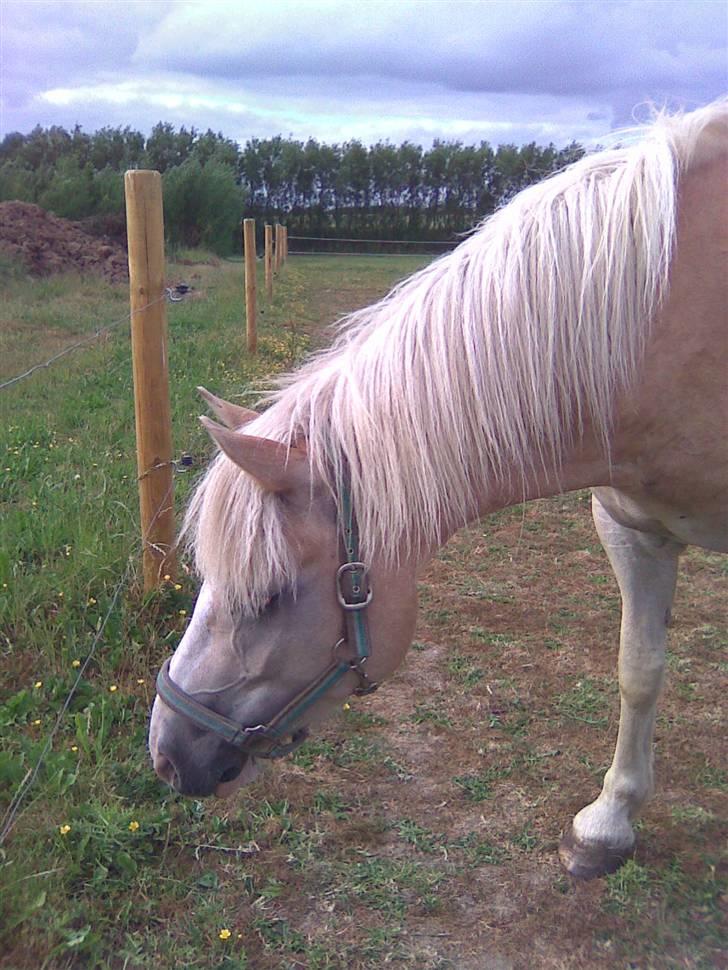 Haflinger hella - det er også hella billede 3