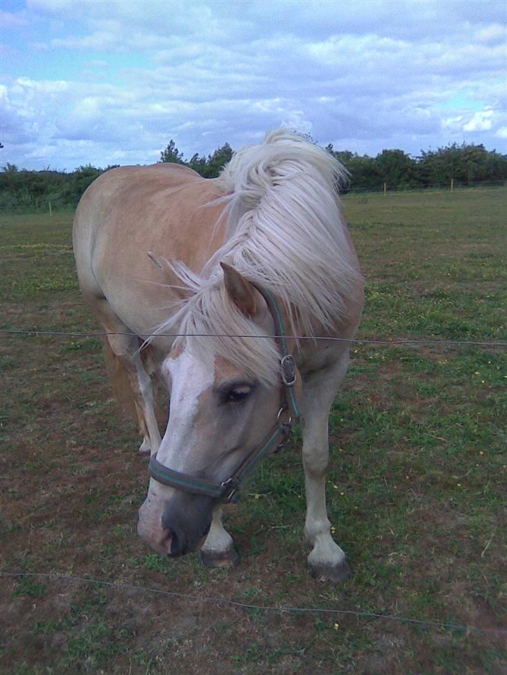 Haflinger hella - gras gras gras billede 4