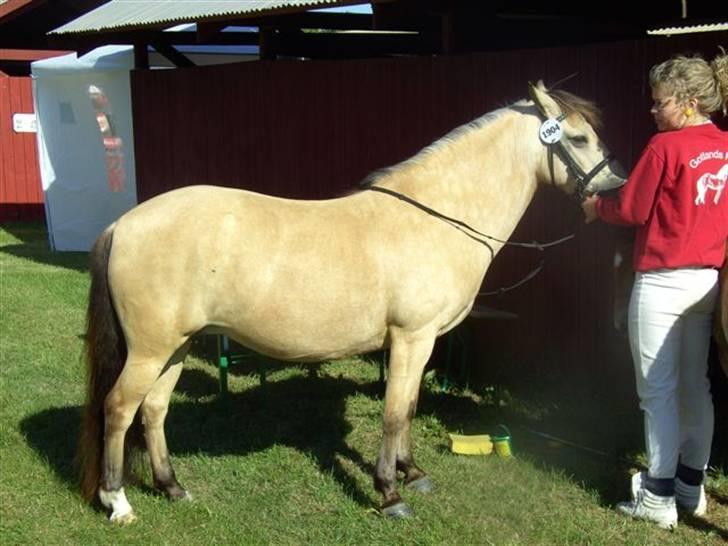 Gotlandsruss Tarpans hanette - Ved at være klar til fremvisning. Roskilde 2008 billede 16