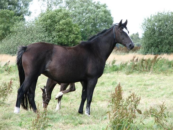 {{currentPhoto.altText}} billede {{currentPhoto.number}}