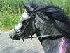 Welsh Mountain (sec A) Stald pilevejens:Bette-my