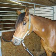 Traver Juno Play R.I.P.