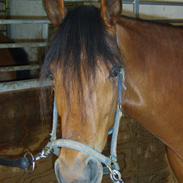 Traver Juno Play R.I.P.