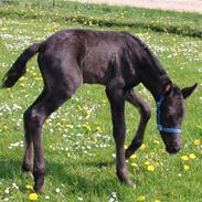 New Forest Løgtholts Toke