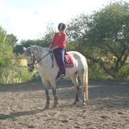 Connemara irish princess<3 Solgt :(