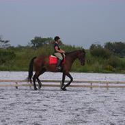 Anglo Araber (AA) bella donna vrå