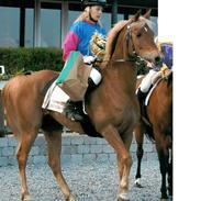 Tysk Sportspony Mooney (Futte)