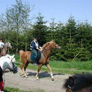 Tysk Sportspony Mooney (Futte)