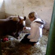 Tysk Sportspony Mooney (Futte)