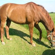 Dansk Varmblod Foxtrot Graftebjerg RIP<3