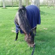 New Forest SOLGT :'( Tanholt Limara