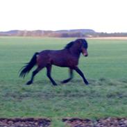 Welsh Pony (sec B) Vic