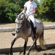 Connemara B .Benjamin - Solgt