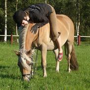 Haflinger Herta