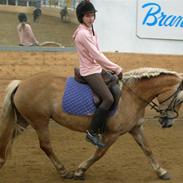 Haflinger Herta