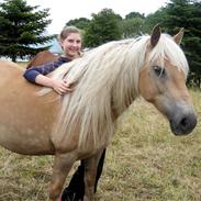 Haflinger Herta