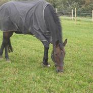 Oldenborg Saski San<3 R.I.P 