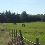 Oldenborg Saski San<3 R.I.P 