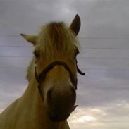 Fjordhest Skovvejes Annemone*Mone*