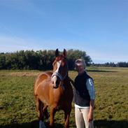 Hollandsk Sportspony Mister ´SOLGT`