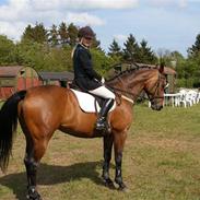 Dansk Varmblod Mae West