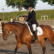 Dansk Varmblod Mae West