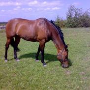 Dansk Varmblod Mae West