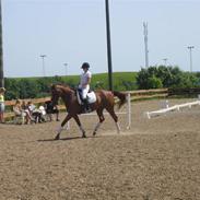 Dansk Varmblod Chanel