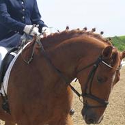 Dansk Varmblod Chanel