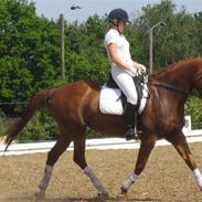 Dansk Varmblod Chanel