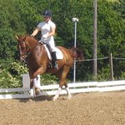 Dansk Varmblod Chanel