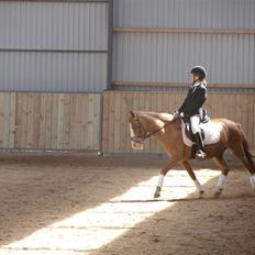 Anden særlig race Rosa R.I.P