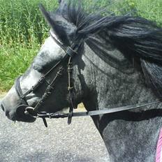 Welsh Mountain (sec A) Stald pilevejens:Bette-my