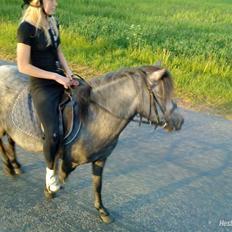 Welsh Mountain (sec A) Stald pilevejens:Bette-my