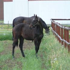 Hannoveraner Wolkenwaltz