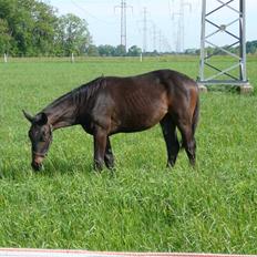 Hannoveraner Wolkenwaltz