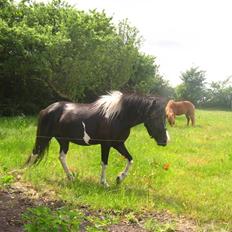 Islænder Katla *tidl. tilridning*
