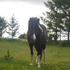 Islænder Katla *tidl. tilridning*