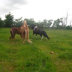 Islænder Katla *tidl. tilridning*