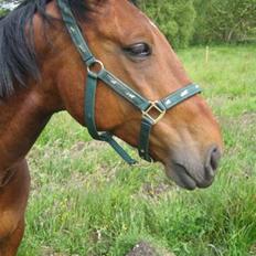 Anden særlig race Nickey *SOLG*